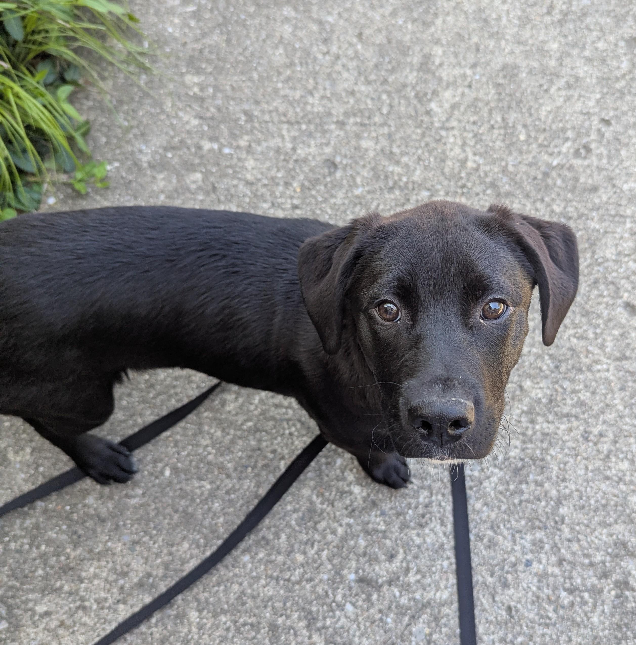 Enlarge Cara, a Adoptable Labrador Retriever in Indianapolis, IN image 2/3