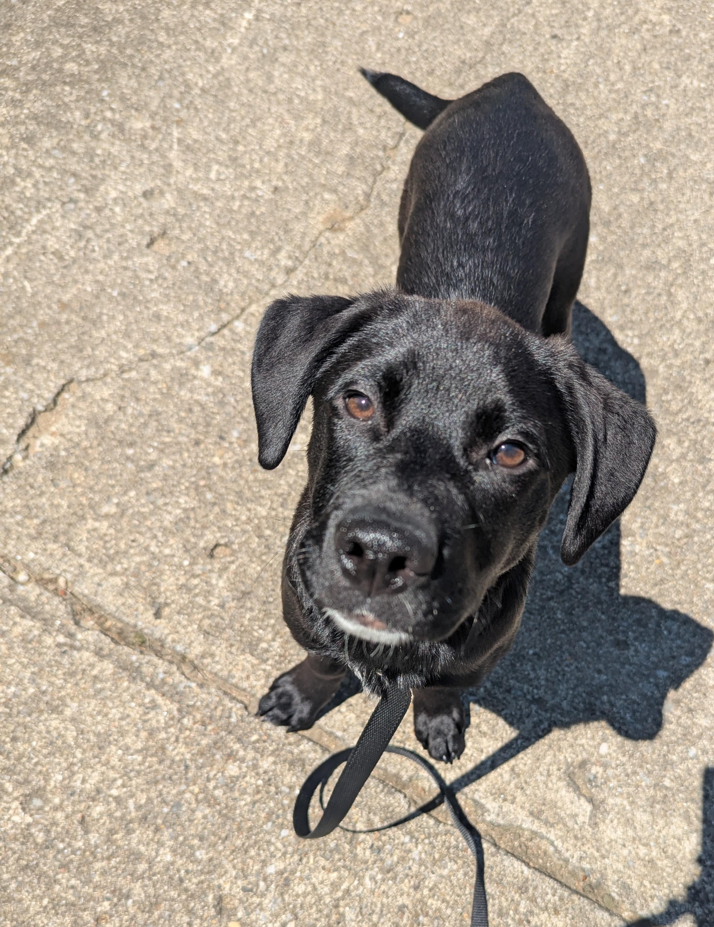 Cara, Adoptable, Puppy Female Labrador Retriever.