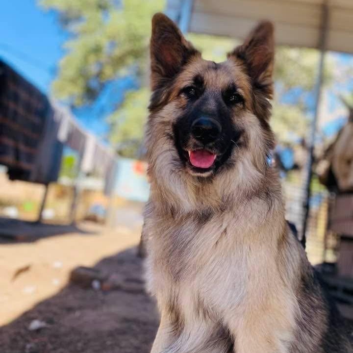 Edie PC, adopted, Adult Female Belgian Shepherd / Tervuren & Keeshond.