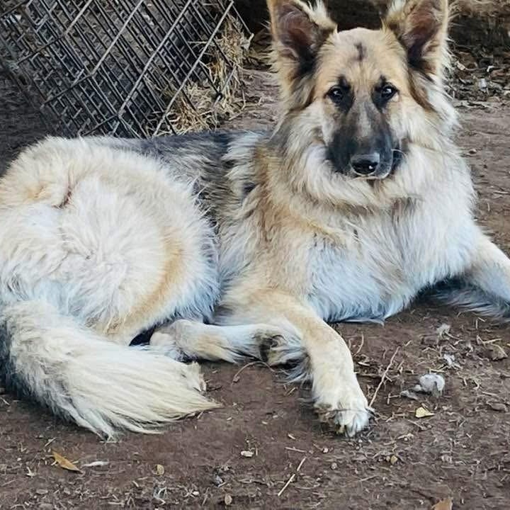 Enlarge Edie PC, an adopted mixed breed in Chippewa Falls, WI image 2/5