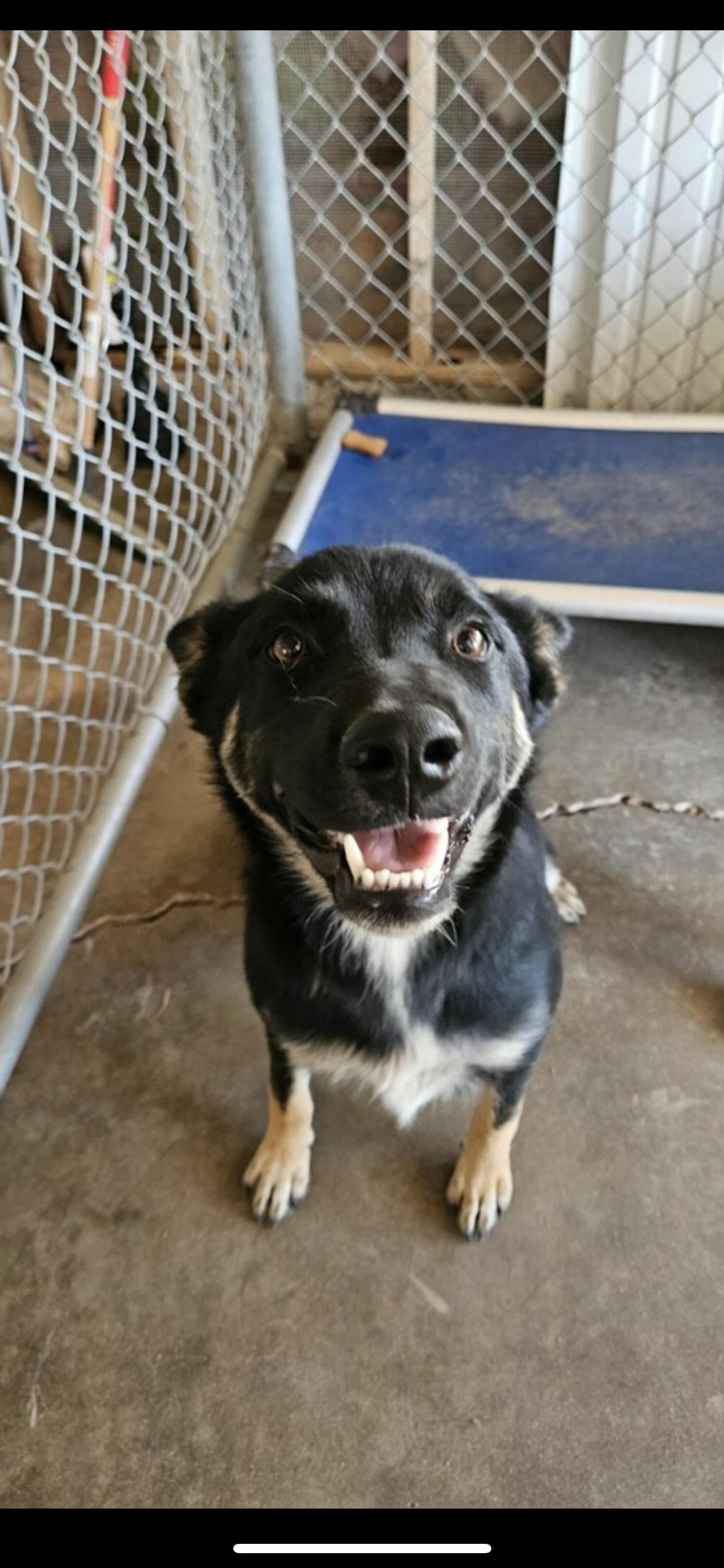 Enlarge Fred, a Adoptable Shepherd in El Centro, CA image 1/1