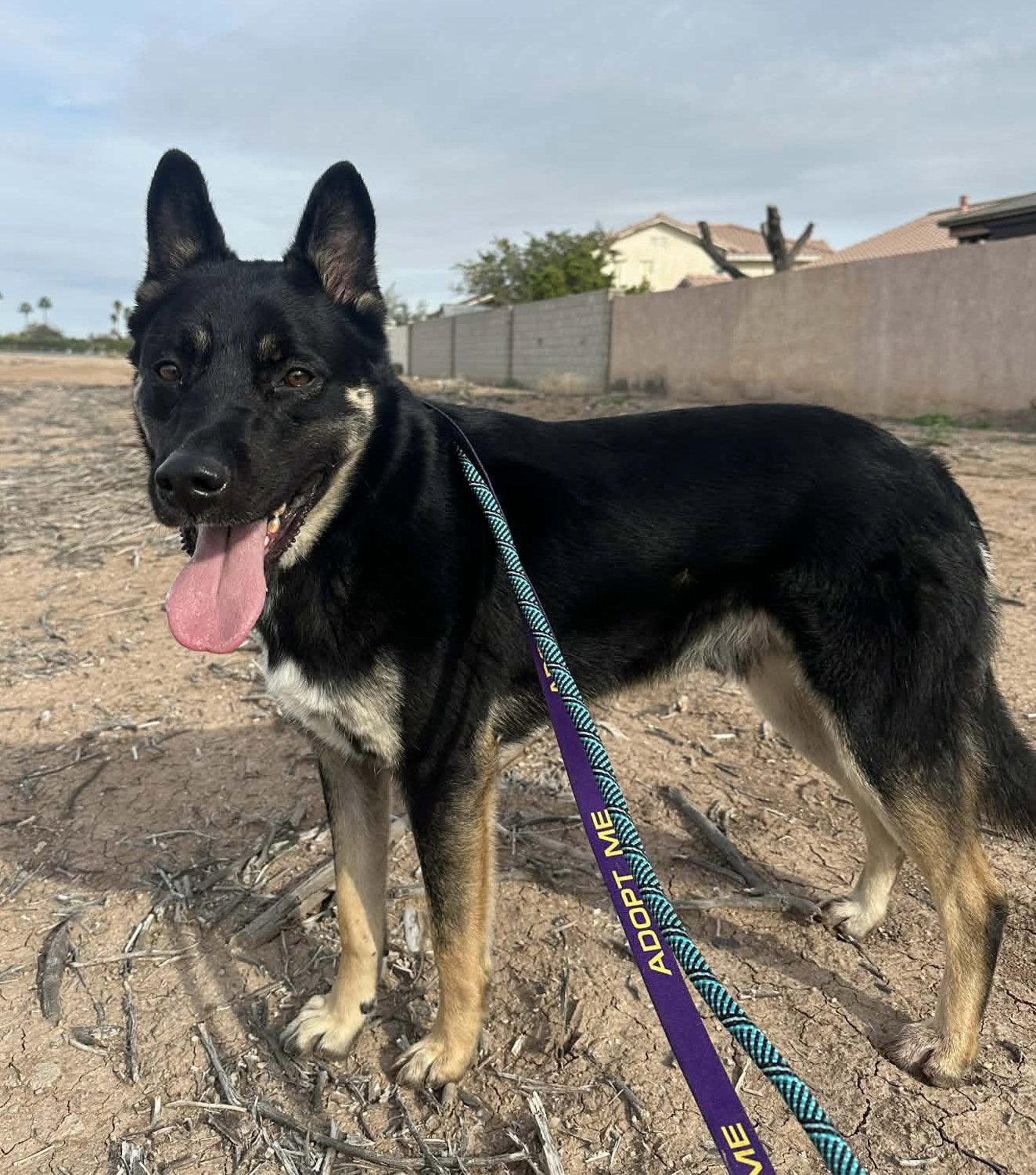 Enlarge Fred, a Adoptable Shepherd in El Centro, CA image 2/2