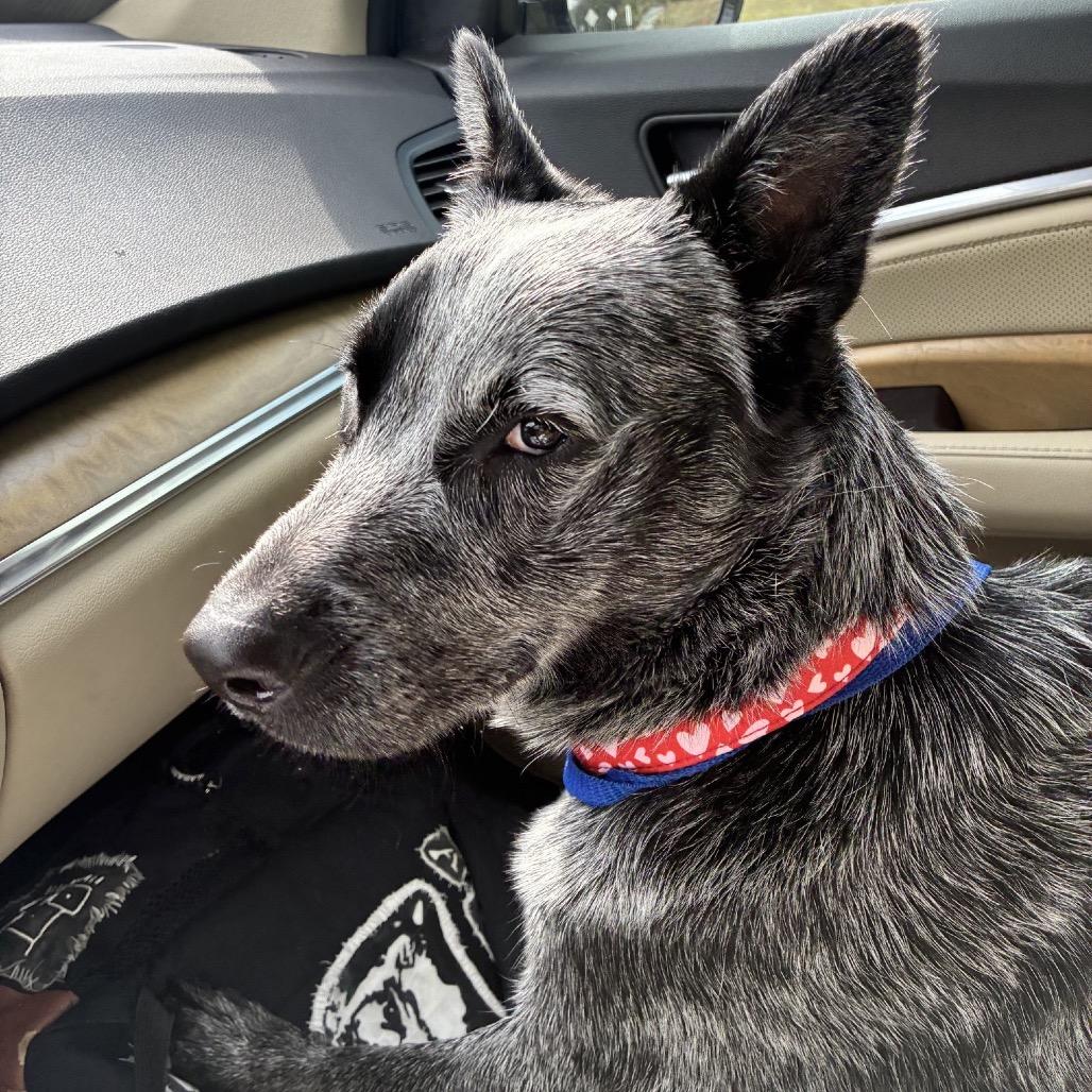 Porkchop thumbnail 2