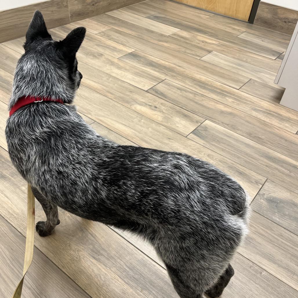 Porkchop thumbnail 3