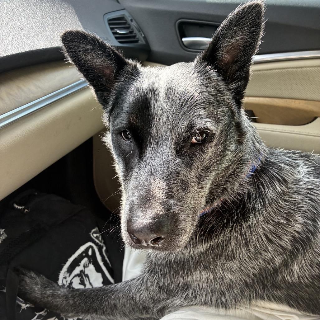 Porkchop thumbnail 4