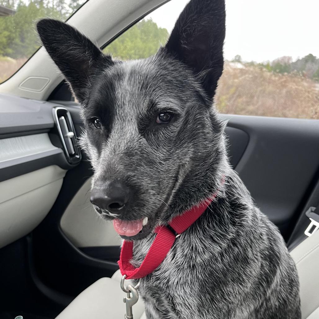 Porkchop thumbnail 5