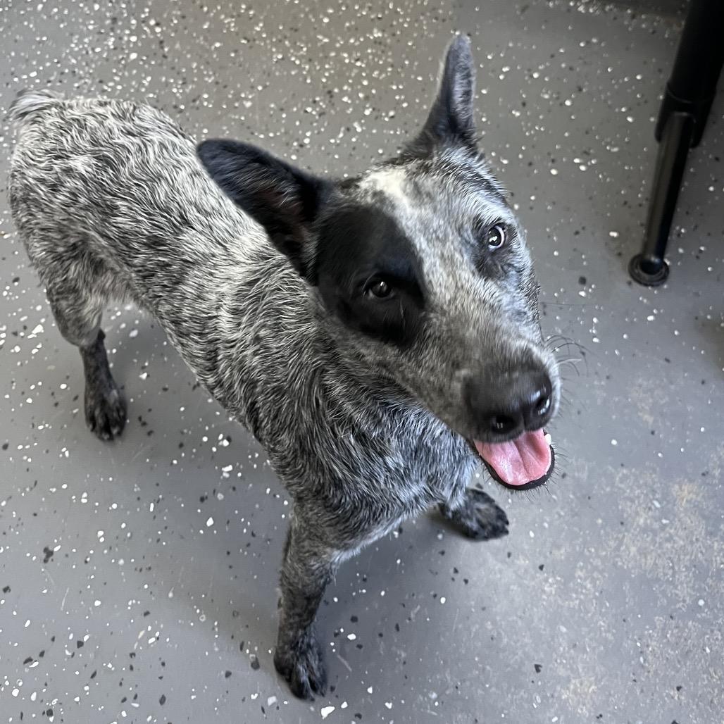 Porkchop thumbnail 6