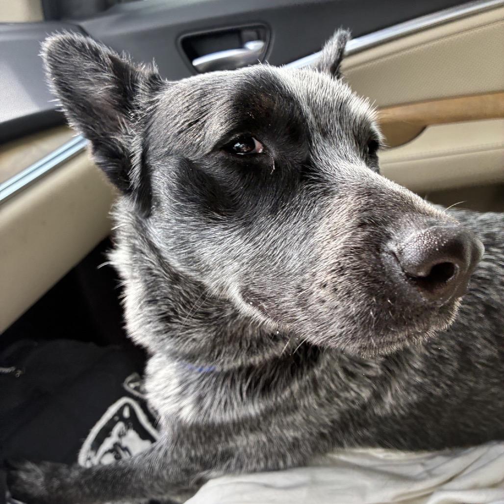 Porkchop thumbnail 7