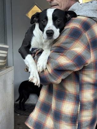 26-63 Roxy, Adoptable, Adult Female Mixed Breed & Mixed Breed.