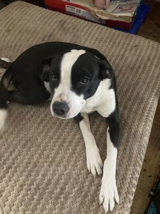 26-63 Roxy, Adoptable, Adult Female Mixed Breed & Mixed Breed.