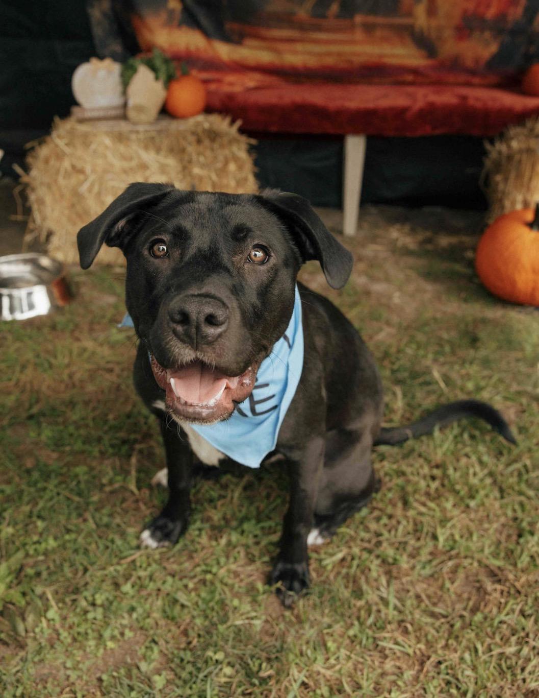 Enlarge Buzz, a Adoptable mixed breed in Mechanicsburg, PA image 6/6