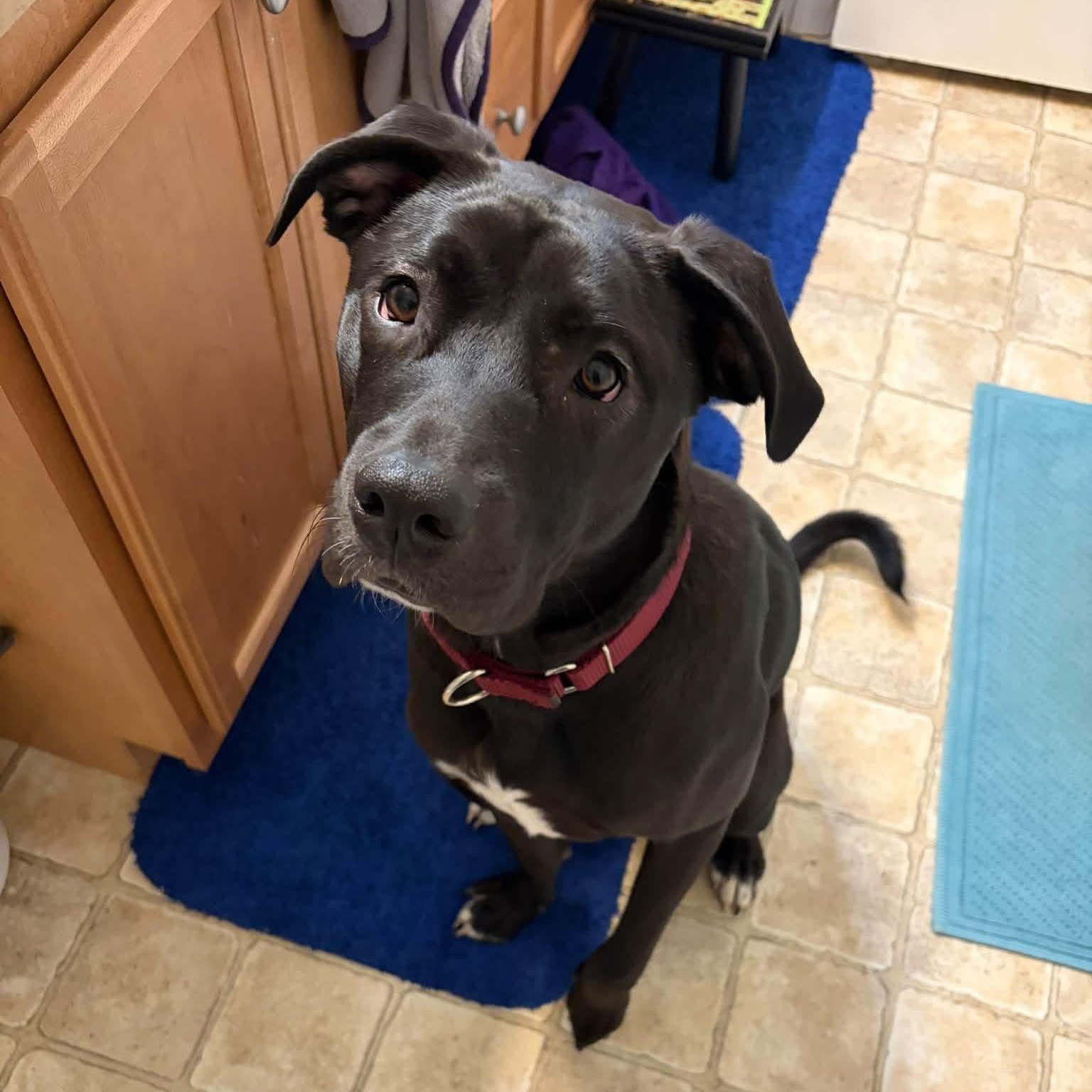 Enlarge Buzz, a Adoptable mixed breed in Mechanicsburg, PA image 4/6