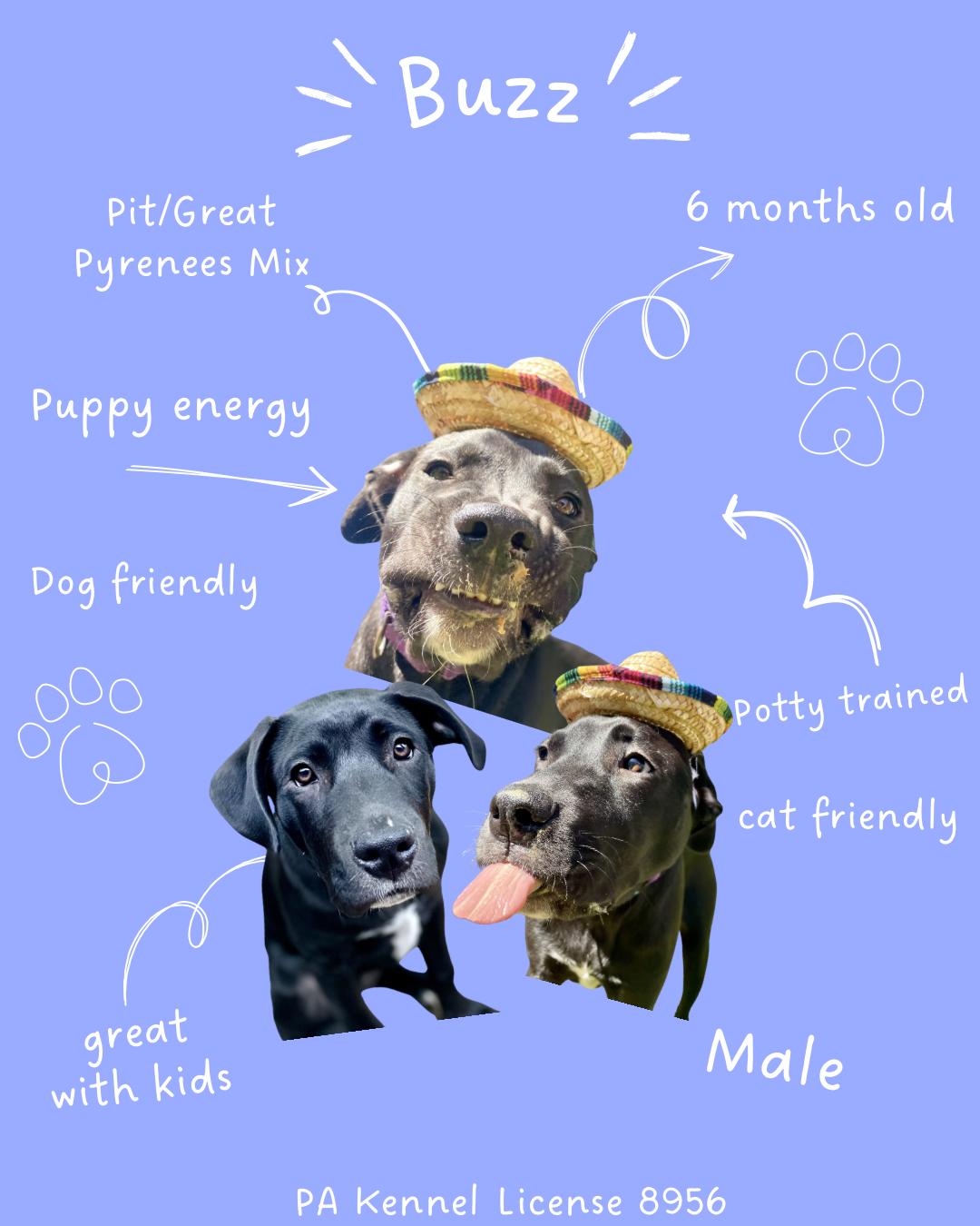 Enlarge Buzz, a ADOPTABLE mixed breed in Mechanicsburg, PA image 5/5