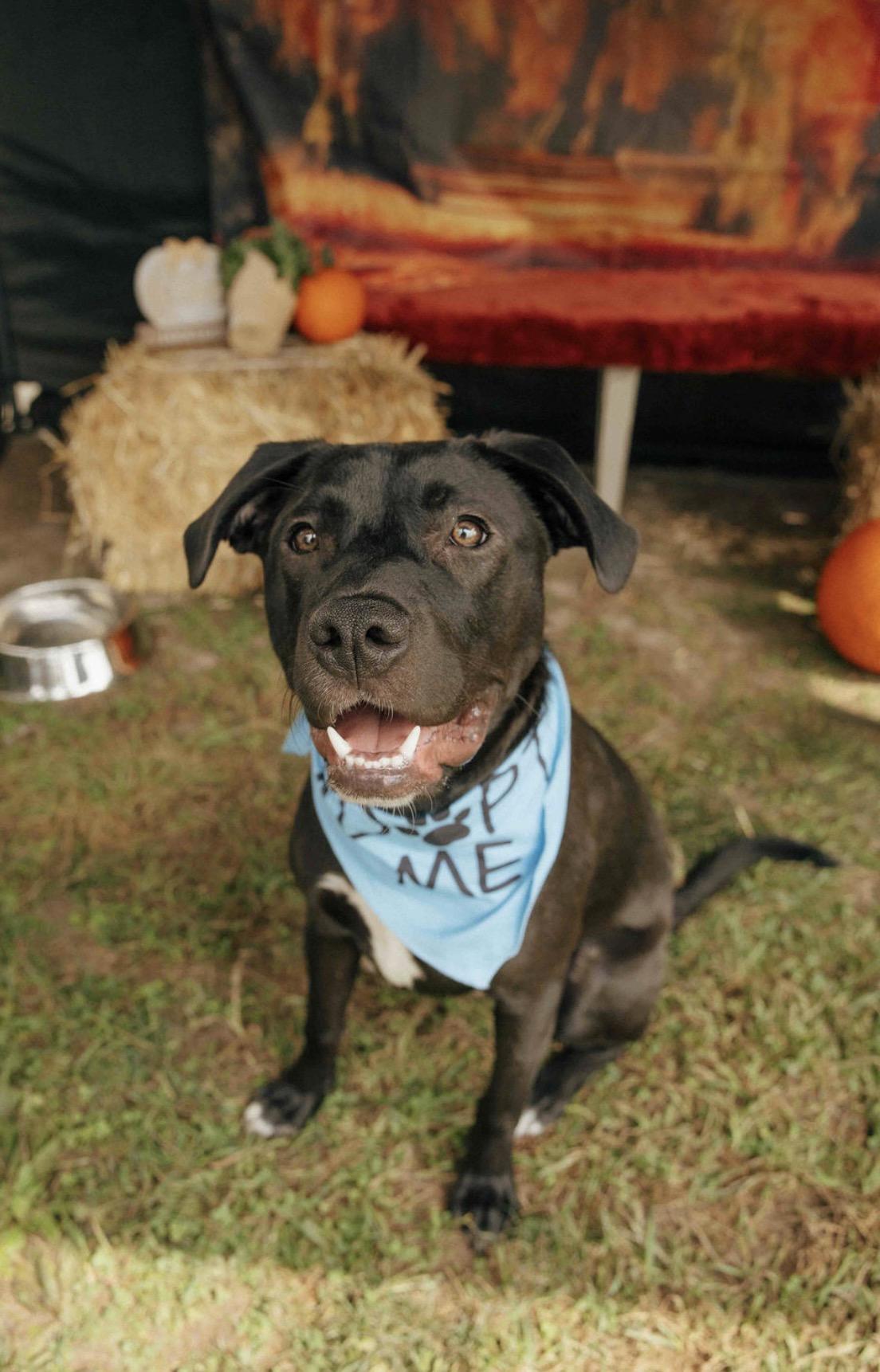 Enlarge Buzz, a Adoptable mixed breed in Mechanicsburg, PA image 5/6