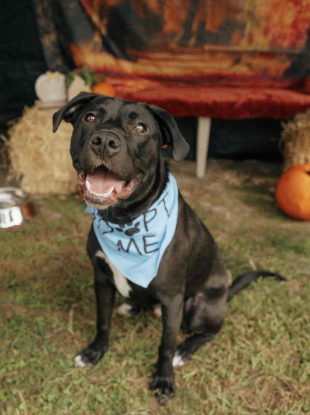 Buzz, Adoptable, Young Male Great Pyrenees & Pit Bull Terrier.