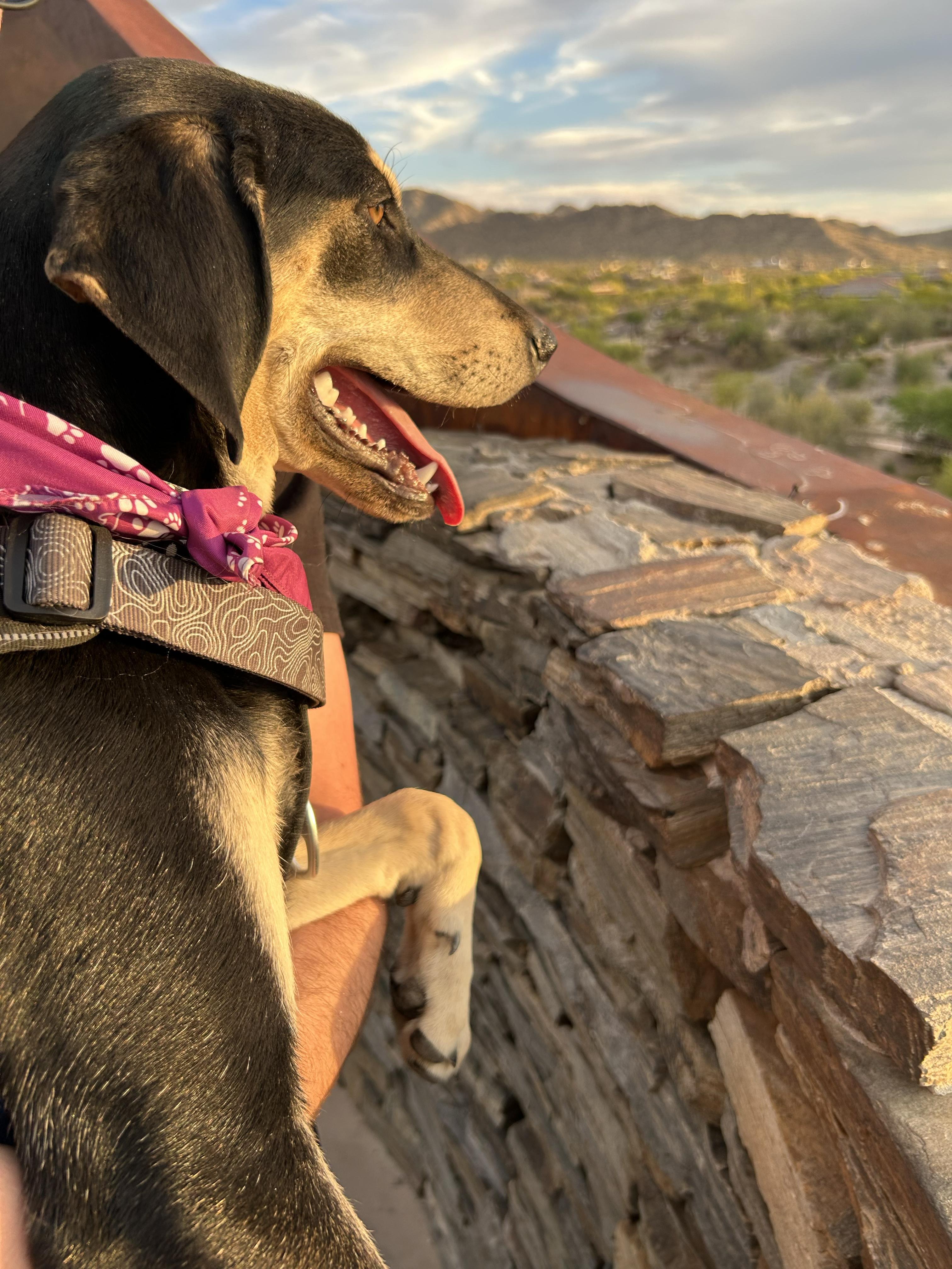 Roxy photo 2