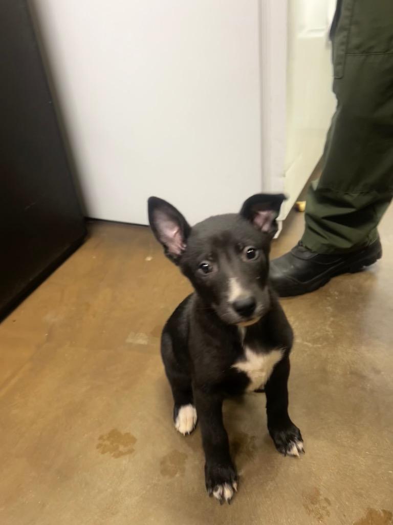 Bob, Adoptable, Puppy Male Mixed Breed.