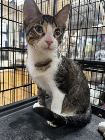 Enlarge Gojo, a Adoptable mixed breed in Oklahoma City, OK image 1/1