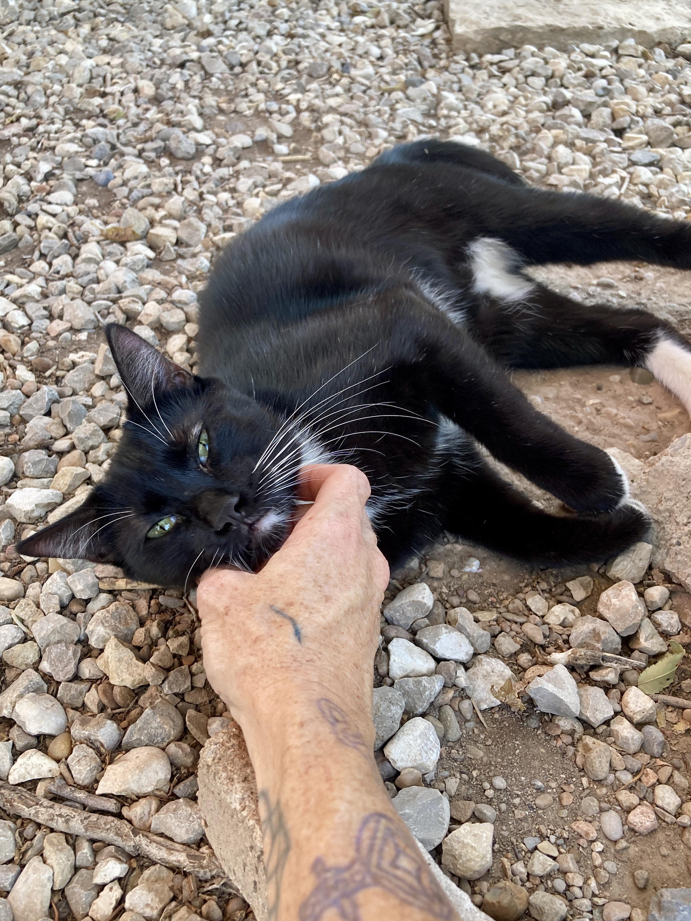 Enlarge Misfit, a Adoptable Domestic Short Hair in Roswell, NM image 3/3