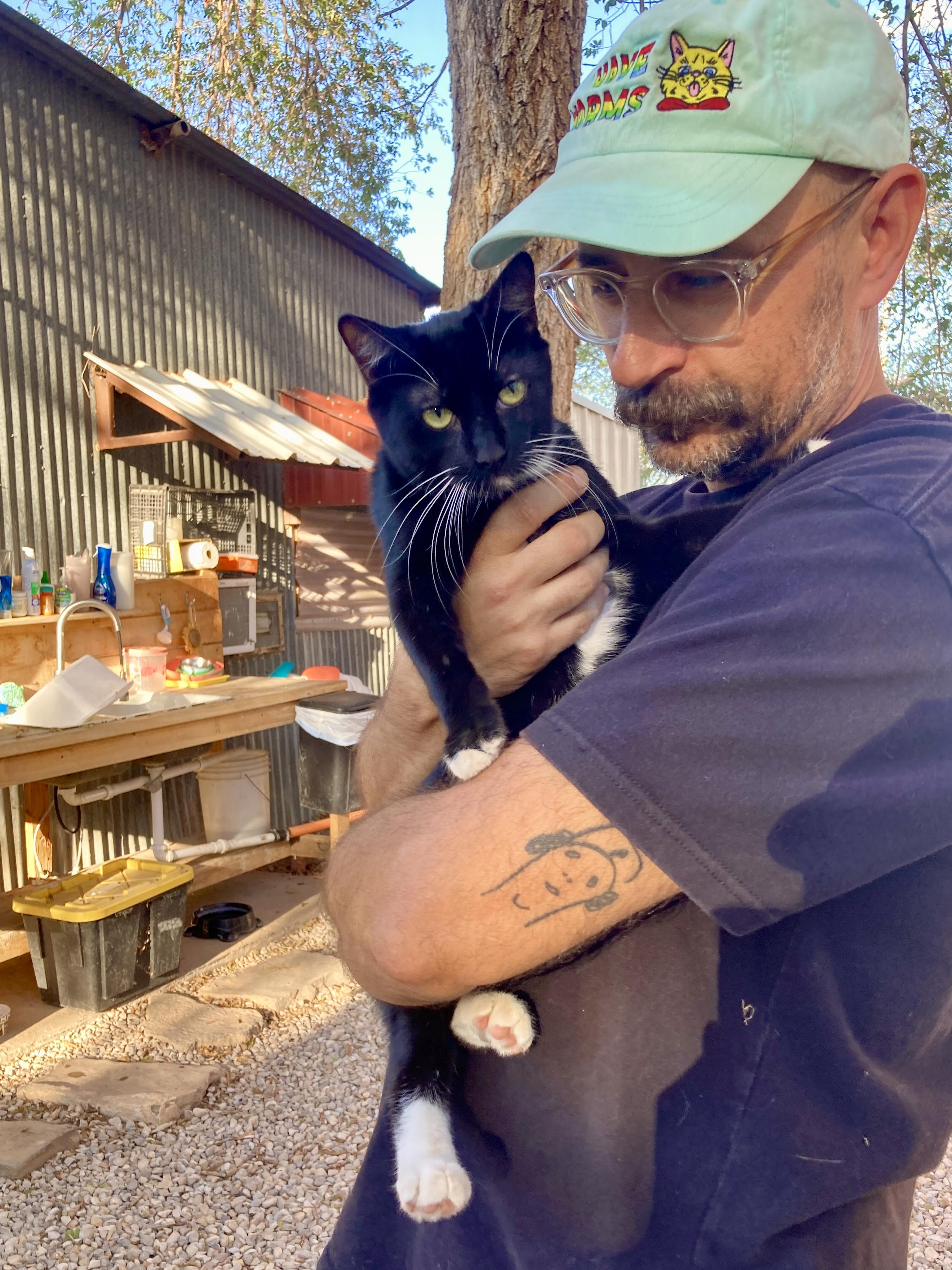Misfit, Adoptable, Young Male Domestic Short Hair.