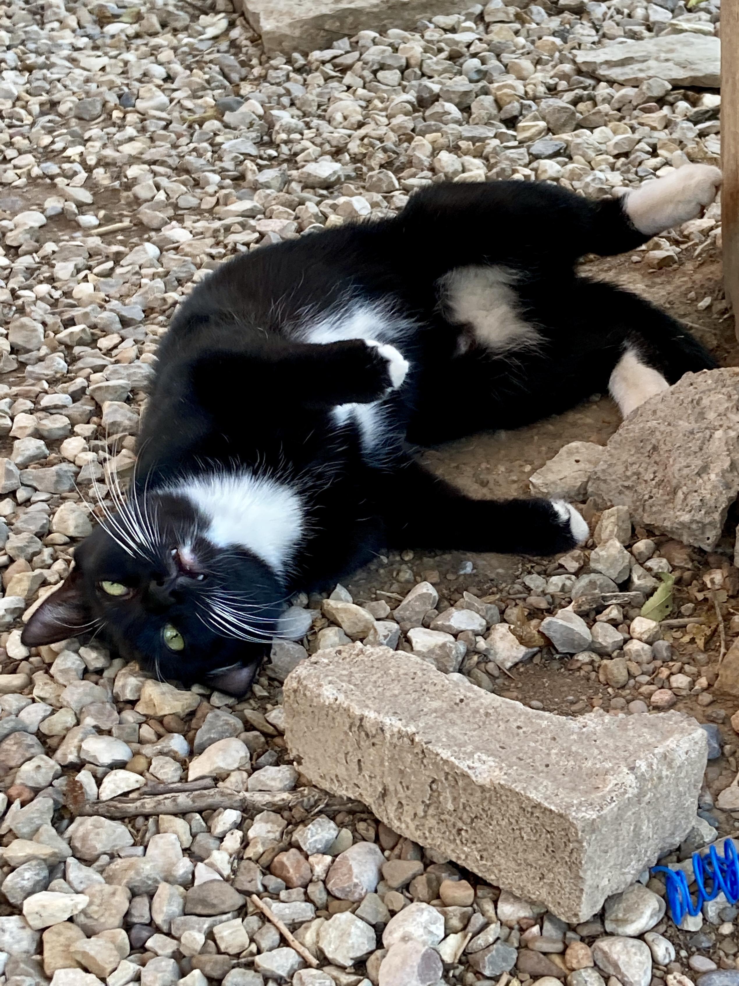 Enlarge Misfit, a Adoptable Domestic Short Hair in Roswell, NM image 2/3