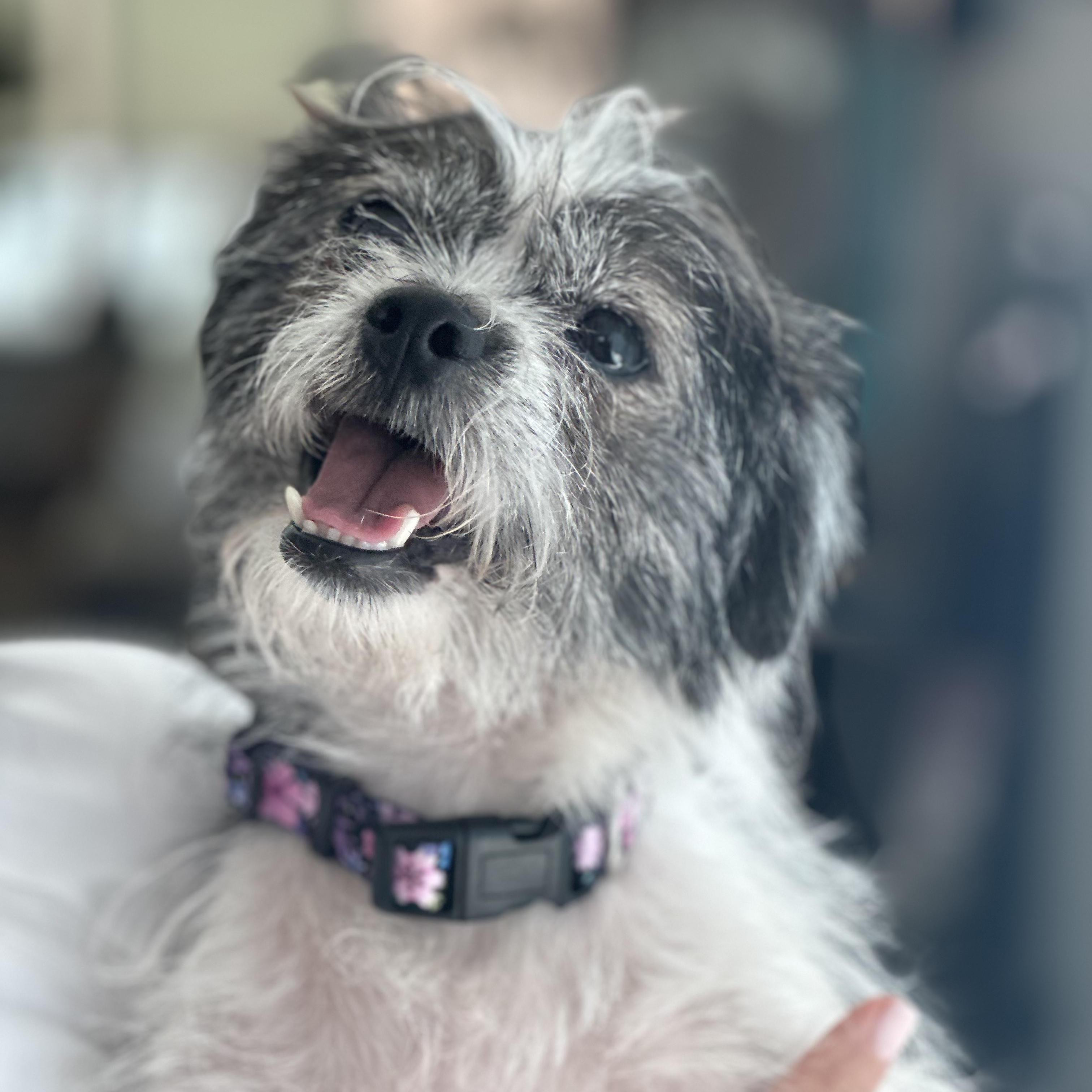 Onyx, a ADOPTABLE Shih Tzu in TEMECULA, CA image 5/6