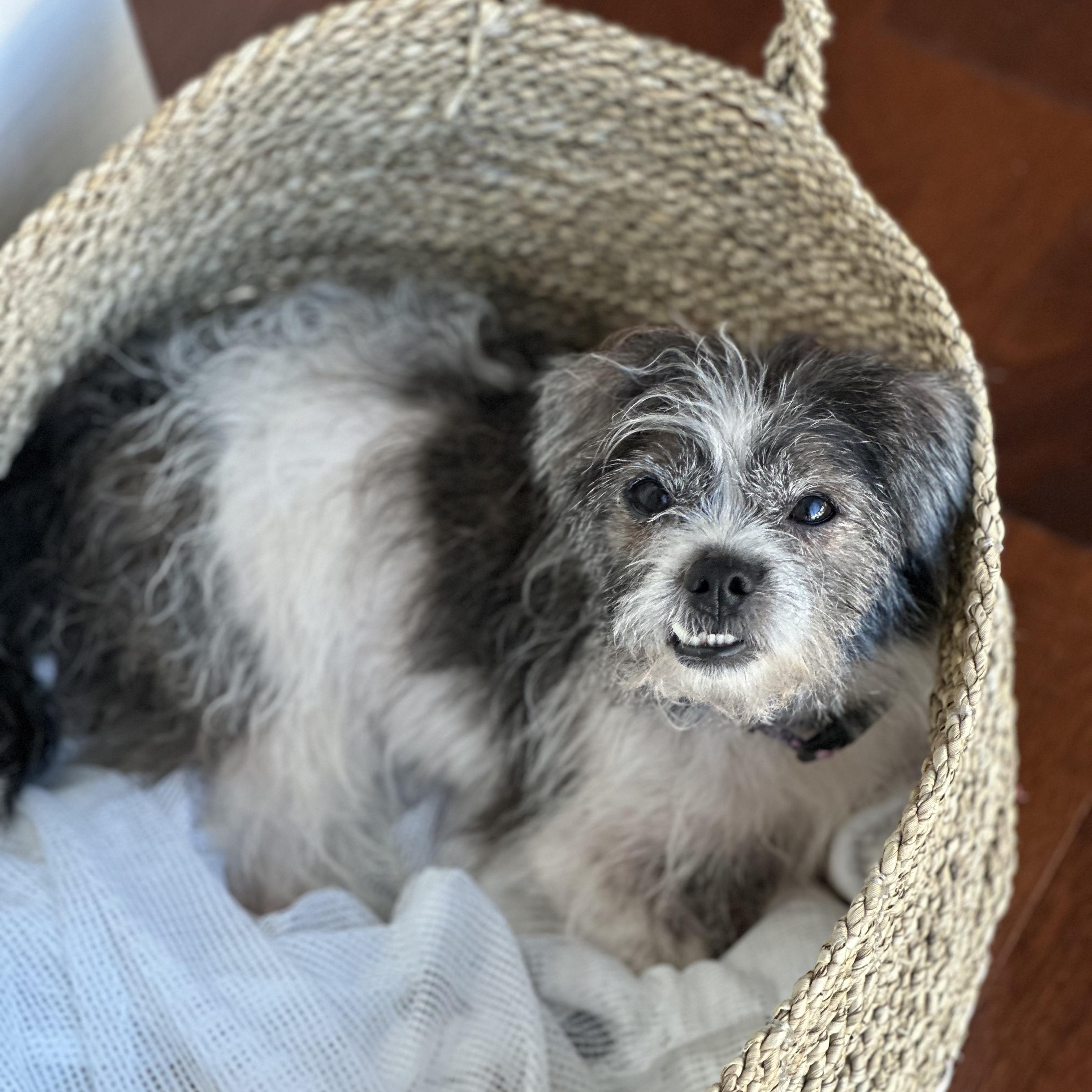 Onyx, a ADOPTABLE Shih Tzu in TEMECULA, CA image 4/6