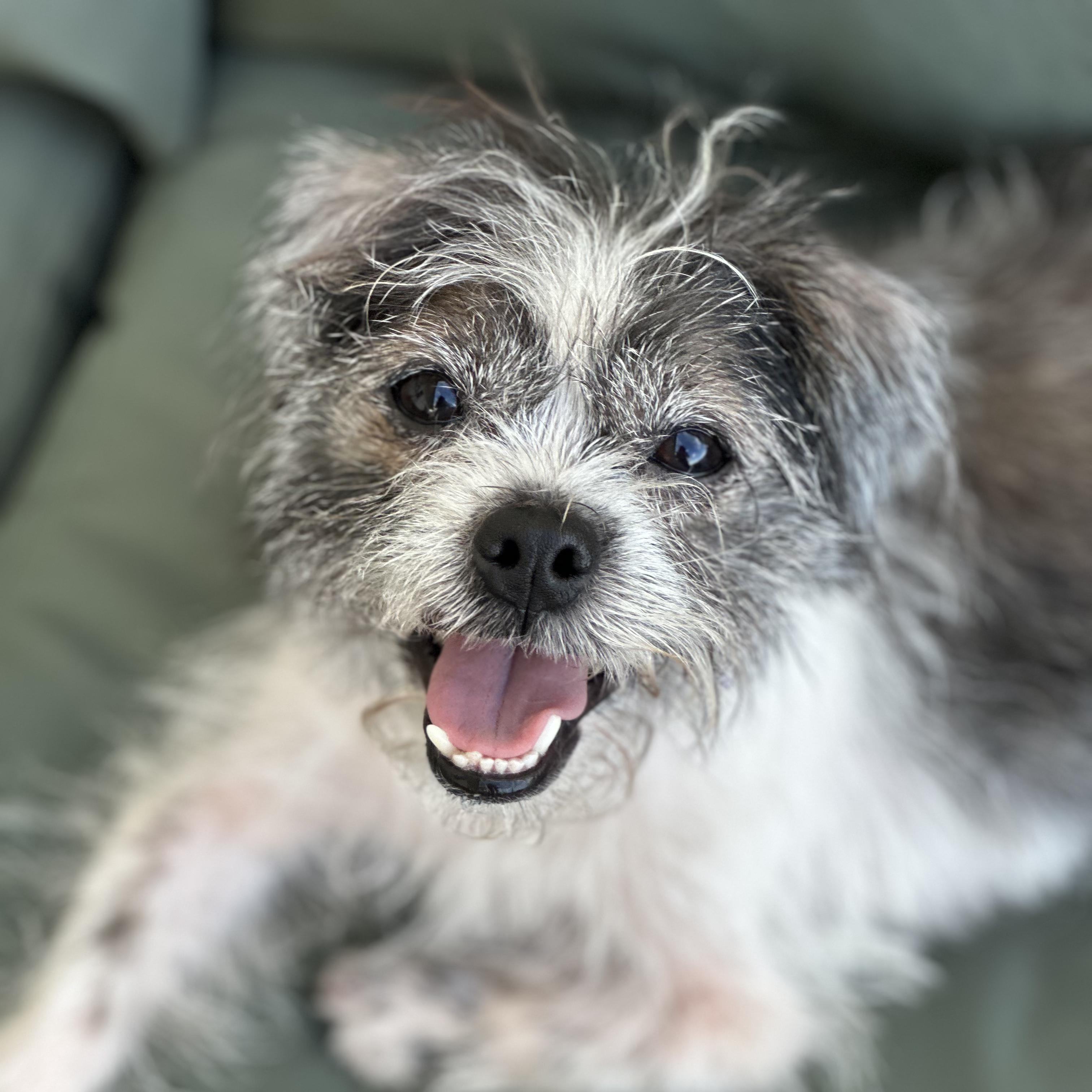 Onyx, a ADOPTABLE Shih Tzu in TEMECULA, CA image 1/6