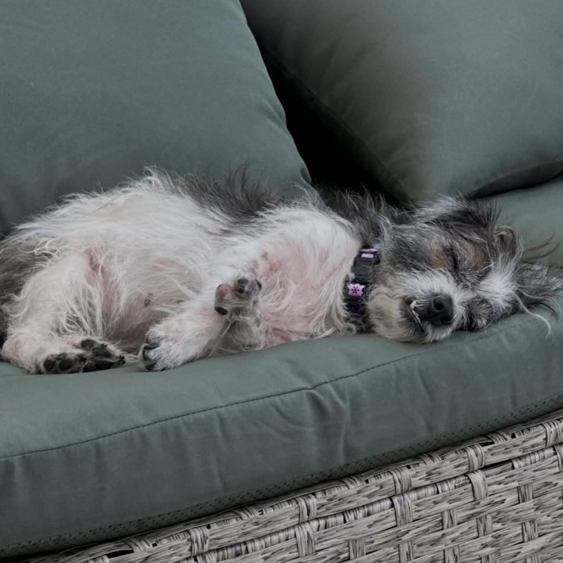 Onyx, a ADOPTABLE Shih Tzu in TEMECULA, CA image 6/6
