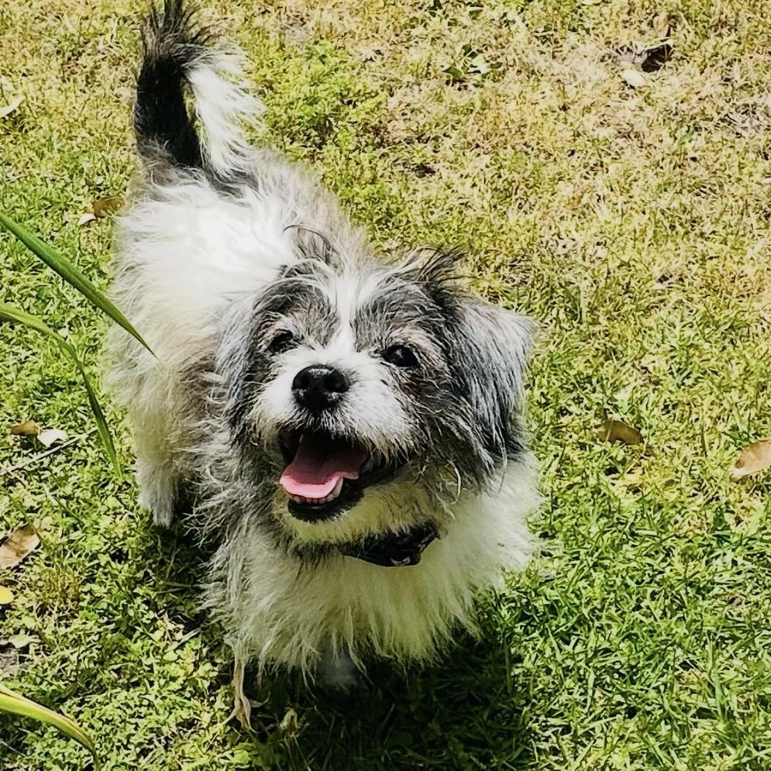 Onyx, a ADOPTABLE Shih Tzu in TEMECULA, CA image 2/6