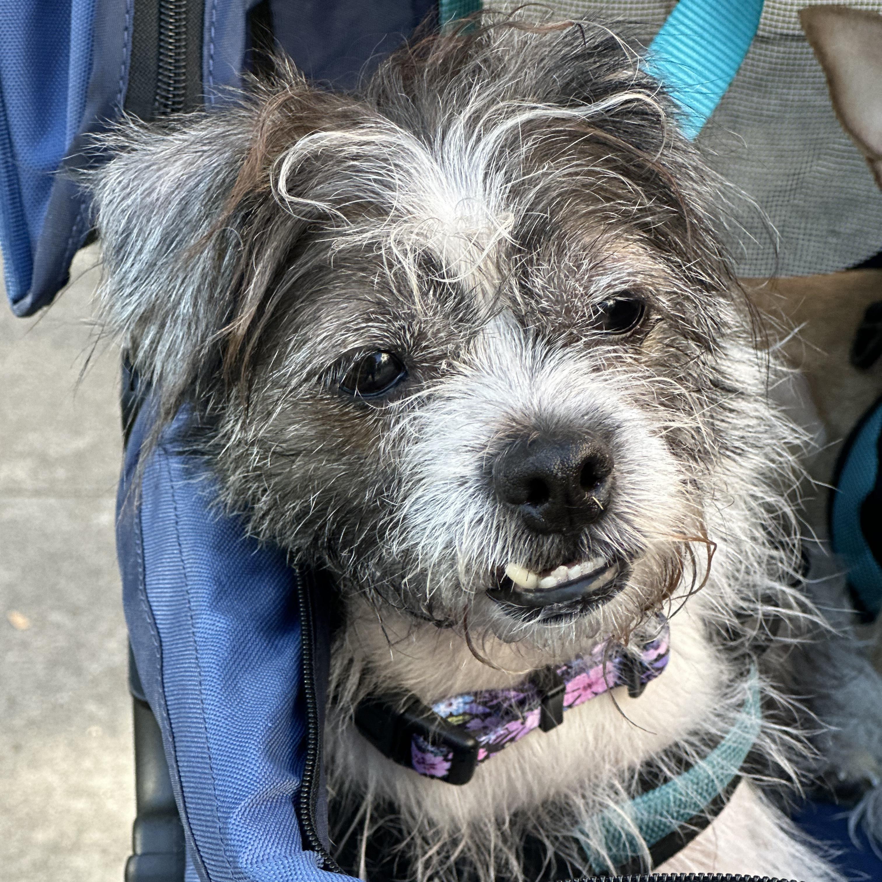 Onyx, a ADOPTABLE Shih Tzu in TEMECULA, CA image 3/6