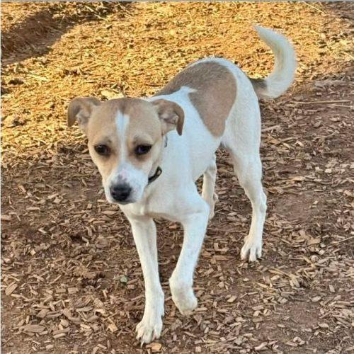 Yoda, Adoptable, Young Male Jack Russell Terrier & Mixed Breed.