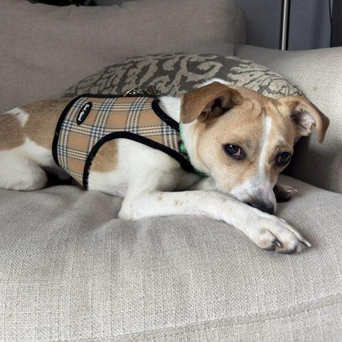 Enlarge Yoda, a Adoptable mixed breed in Verona, NJ image 3/3