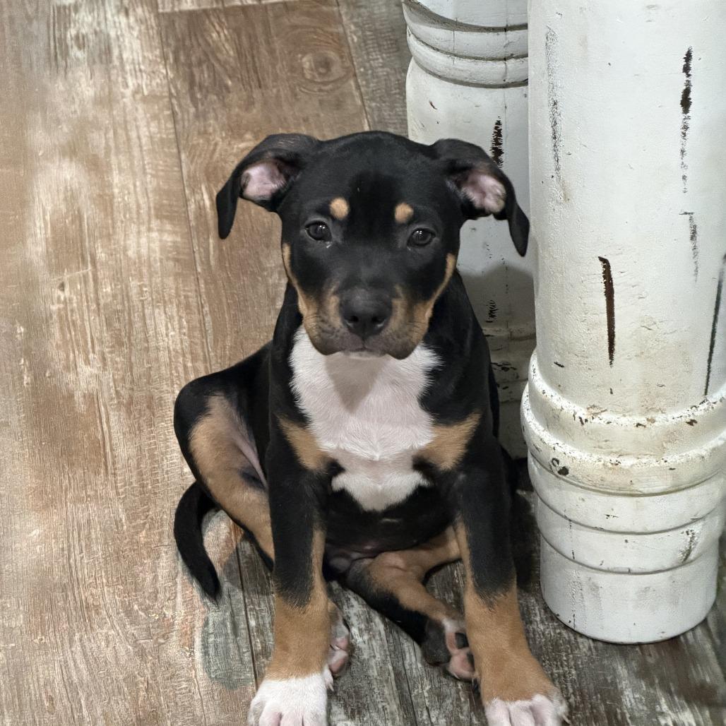 Buddy, Adoptable, Puppy Male Mixed Breed.