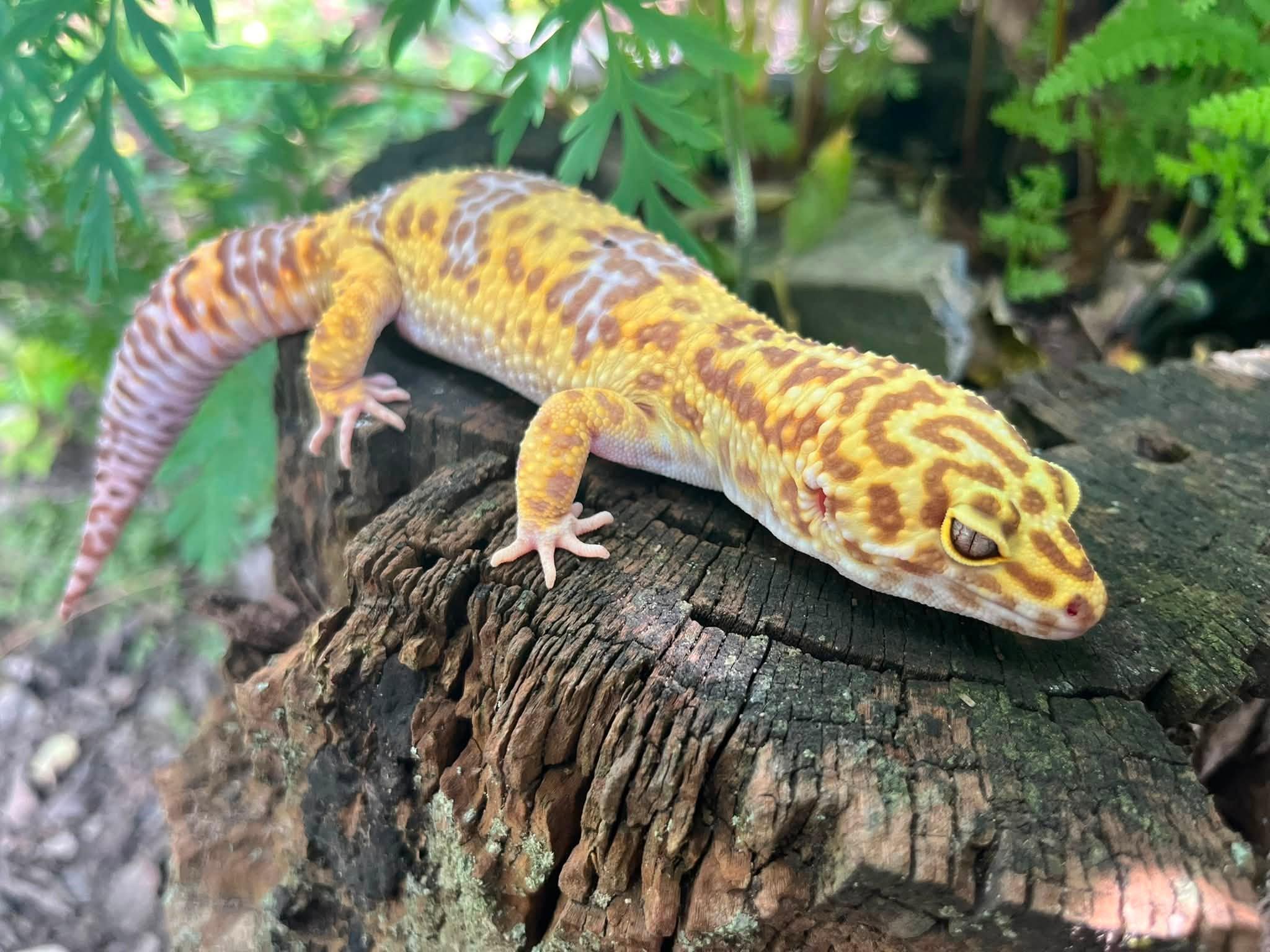 Rex, Adoptable, Baby Male Gecko.