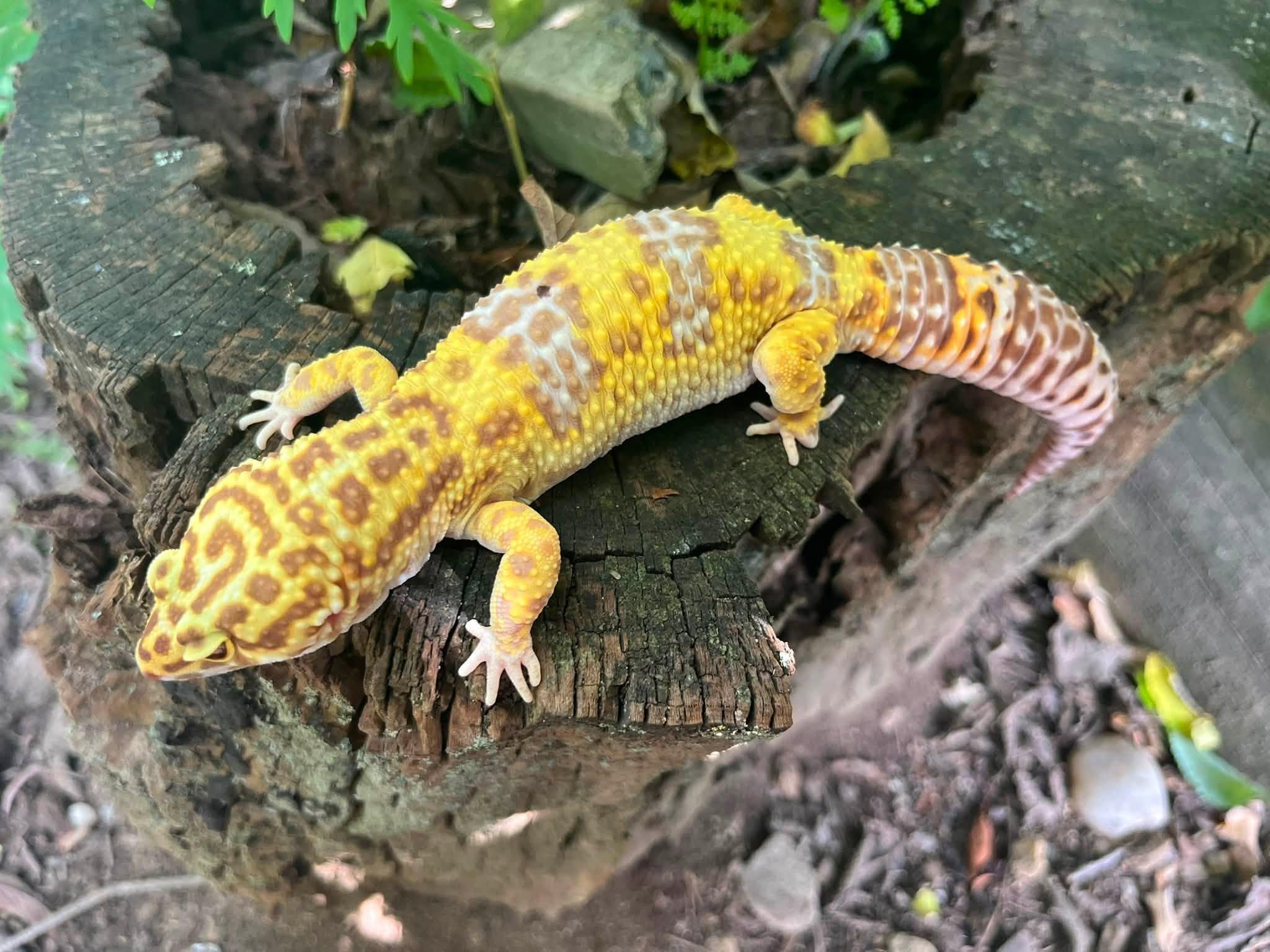 Enlarge Rex, a Adoptable Gecko in Palmerton, PA image 3/4