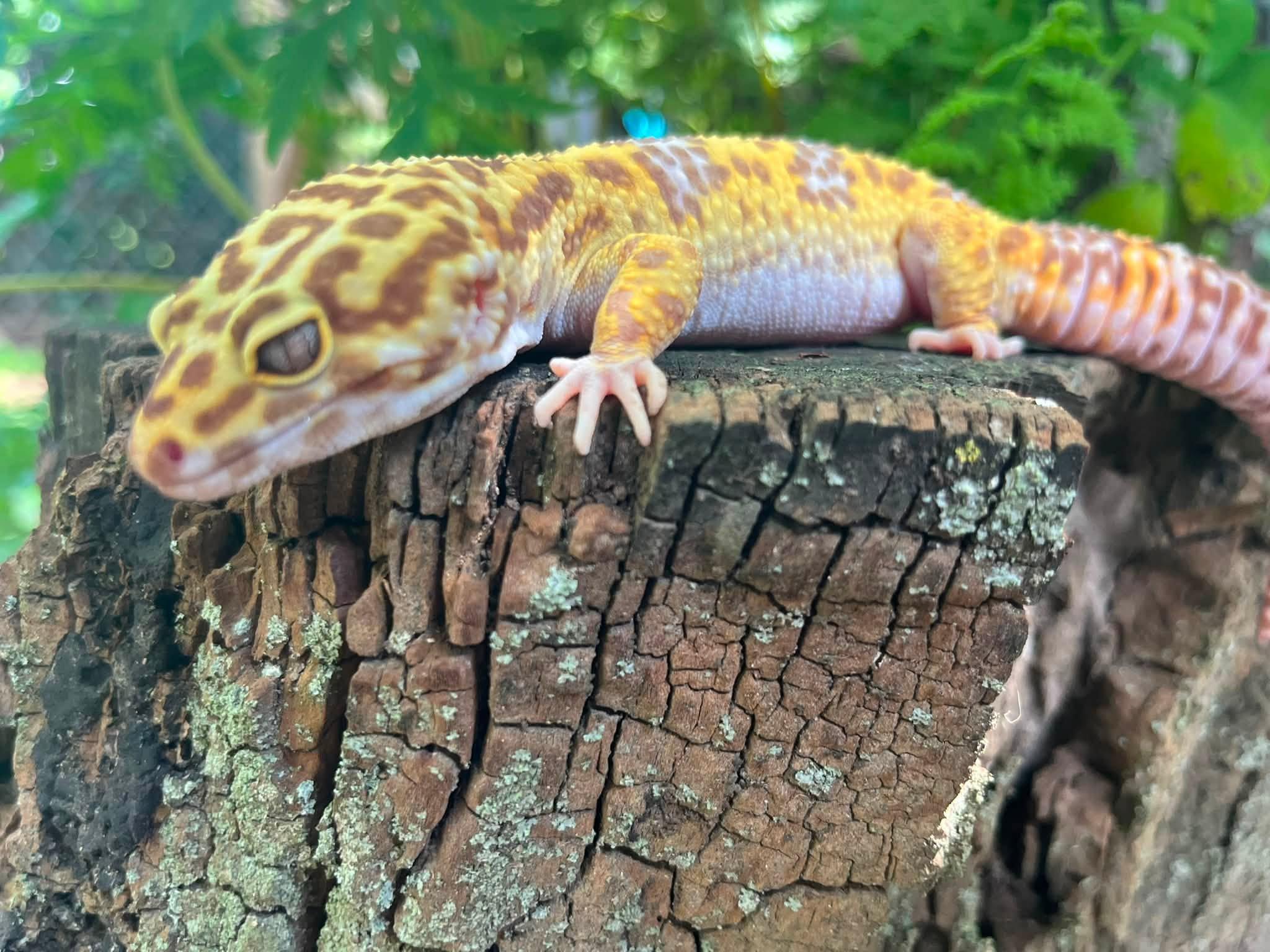 Enlarge Rex, a Adoptable Gecko in Palmerton, PA image 4/4