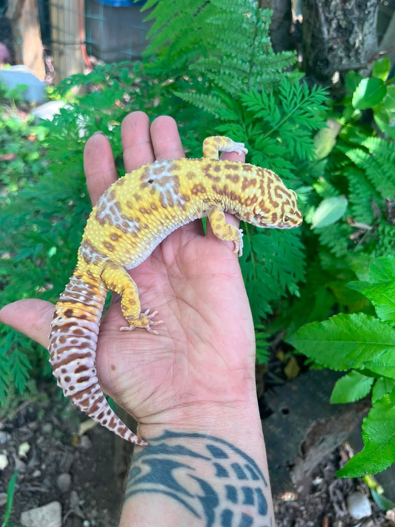 Enlarge Rex, a Adoptable Gecko in Palmerton, PA image 2/4