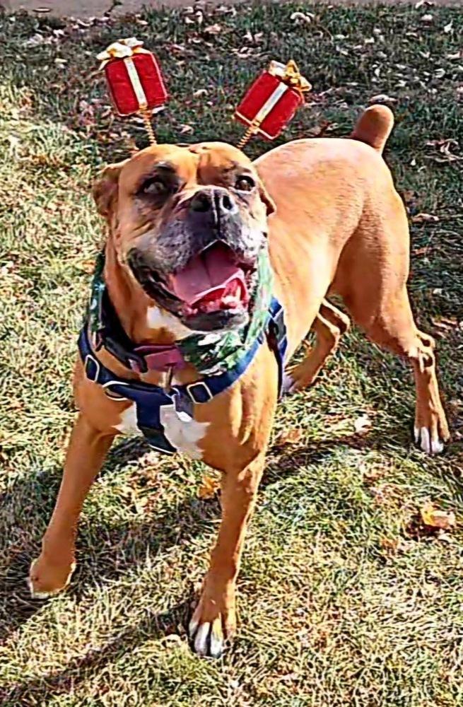 Brenda, a Adoptable Boxer in Denver, CO image 1/6