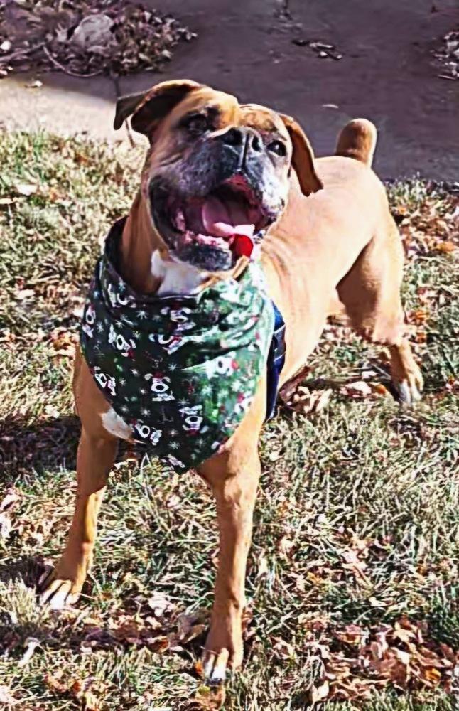 Brenda, a Adoptable Boxer in Denver, CO image 2/6
