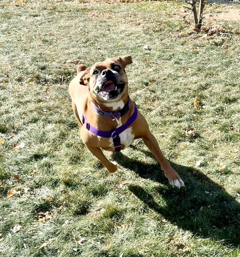Brenda, a Adoptable Boxer in Denver, CO image 3/6