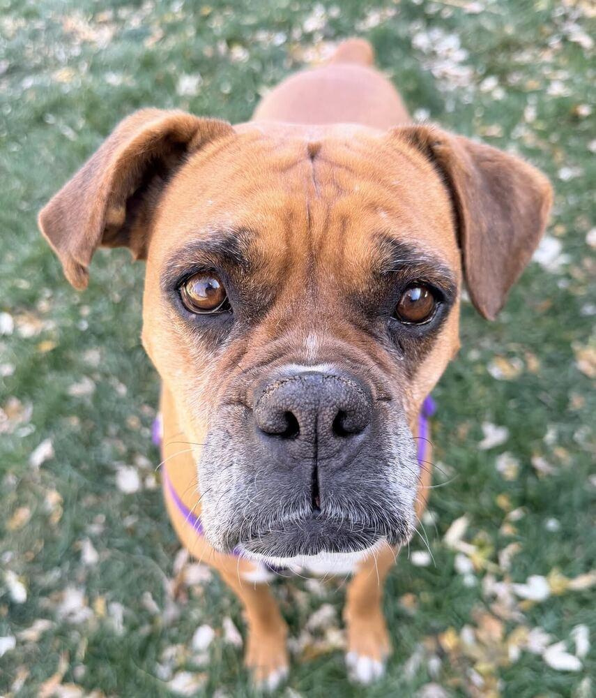 Brenda, a Adoptable Boxer in Denver, CO image 4/6