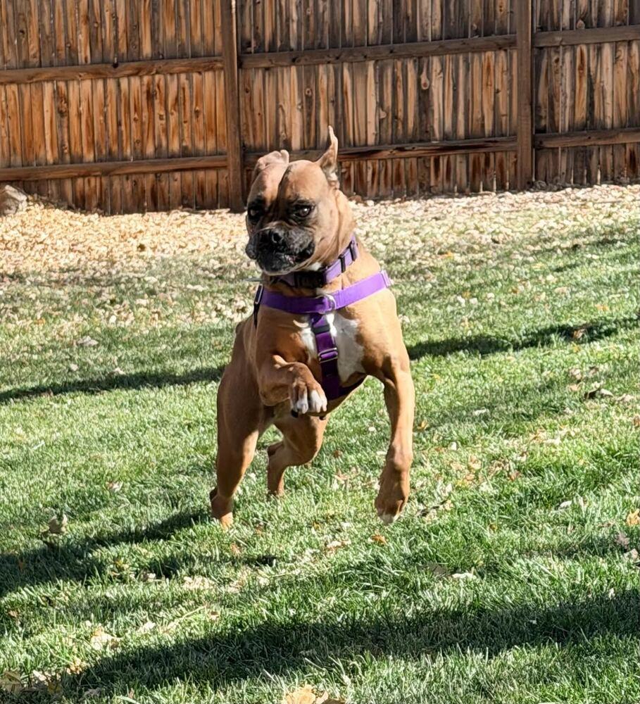 Brenda, a Adoptable Boxer in Denver, CO image 6/6