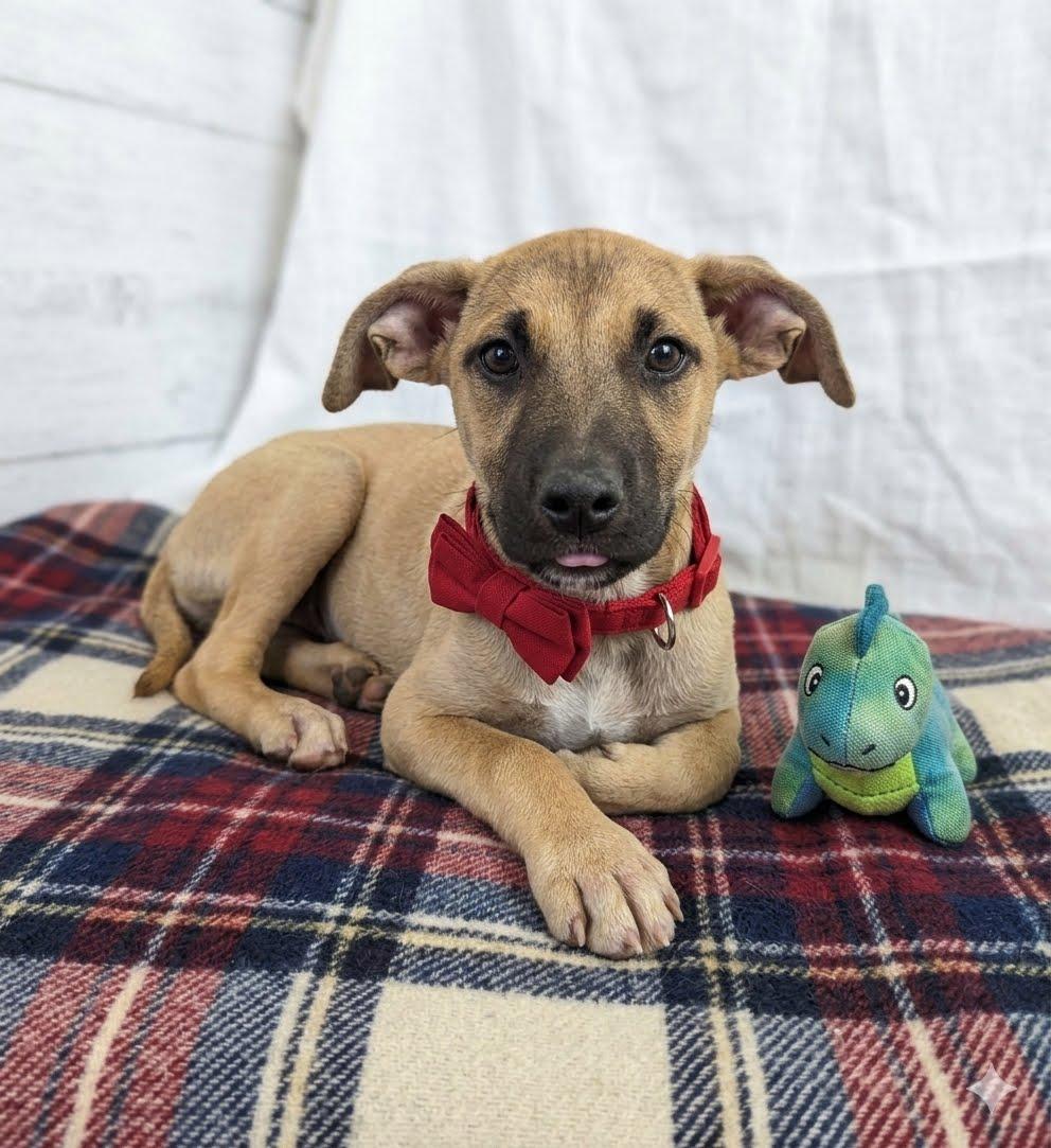 Skipper, Adopted, Young Male Yellow Labrador Retriever.