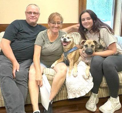 Skipper, a Adopted Yellow Labrador Retriever in Mount Laurel, NJ image 2/3