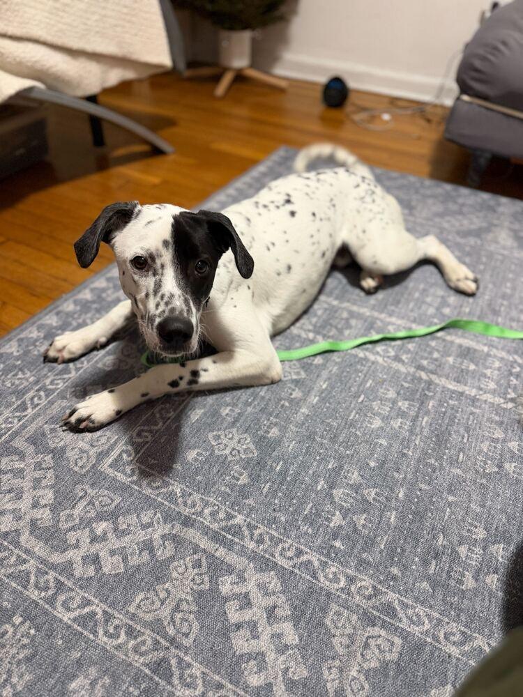 Enlarge Ethan, a Adoptable Dalmatian in Long Island City, NY image 1/6