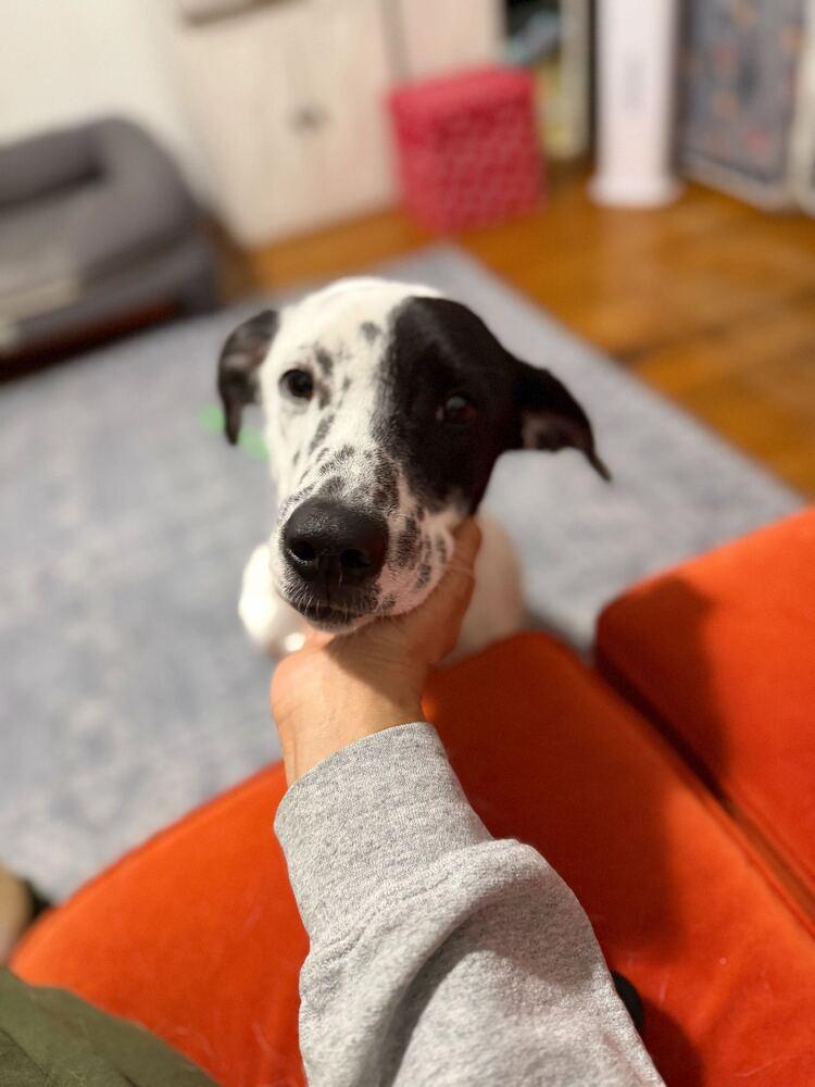 Enlarge Ethan, a Adoptable Dalmatian in Long Island City, NY image 2/6
