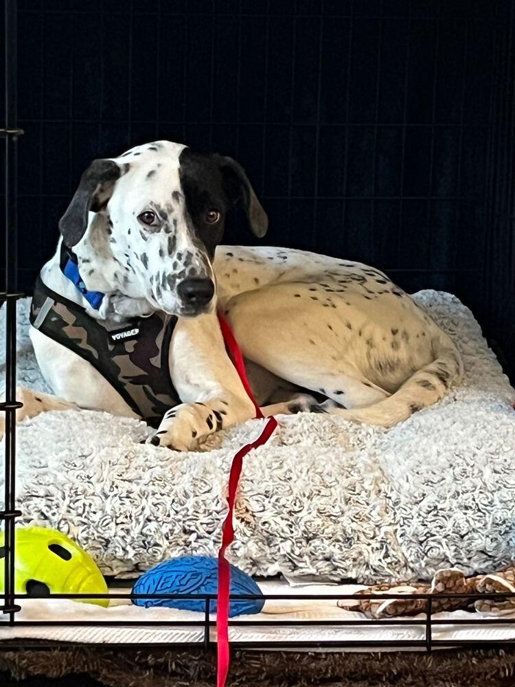 Enlarge Ethan, a Adoptable Dalmatian in Long Island City, NY image 3/6
