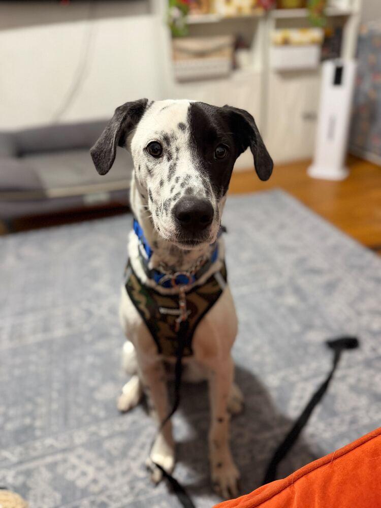 Enlarge Ethan, a Adoptable Dalmatian in Long Island City, NY image 4/6