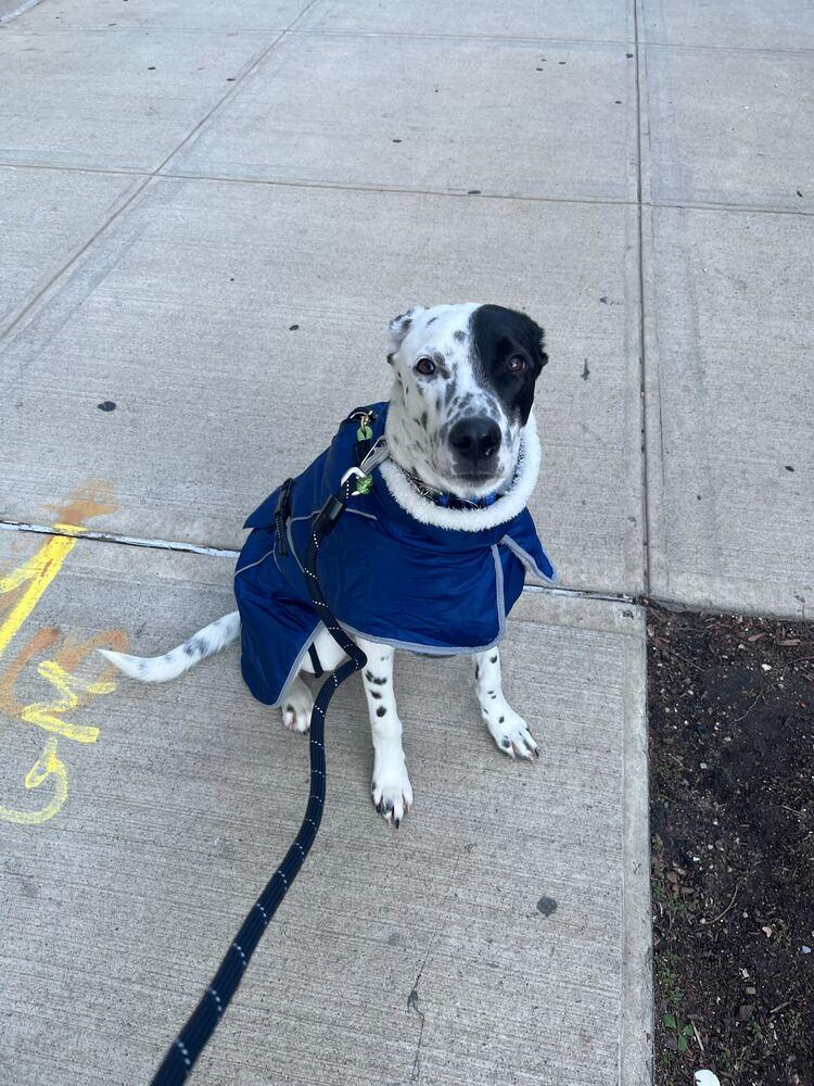 Enlarge Ethan, a Adoptable Dalmatian in Long Island City, NY image 5/6